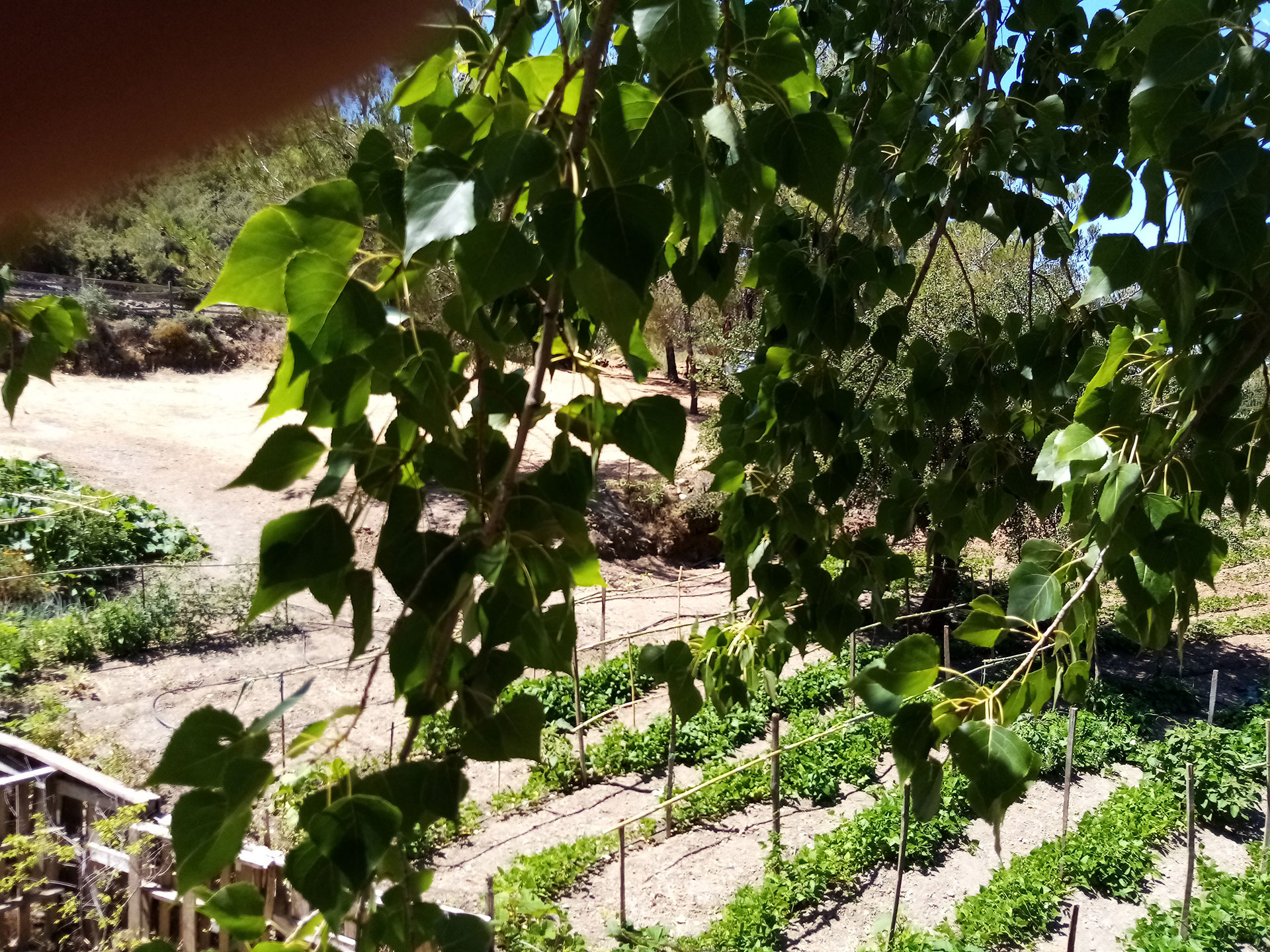 Akros Oreon Green Hotel Crete Gardens 637