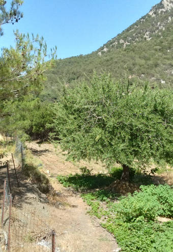 Akros Oreon Green Hotel Crete Gardens 312